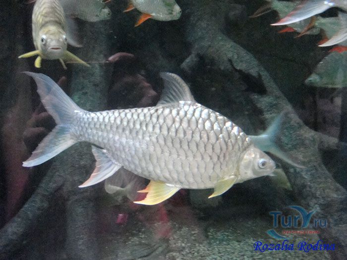 Подводный мир Лангкави