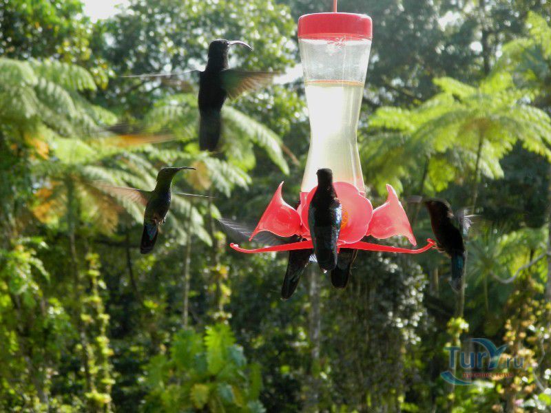 Ботанический сад Балата