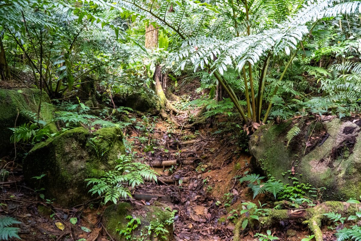Салази Трейл