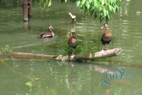 Поинте-а-Пьерре Вилдфоул Траст