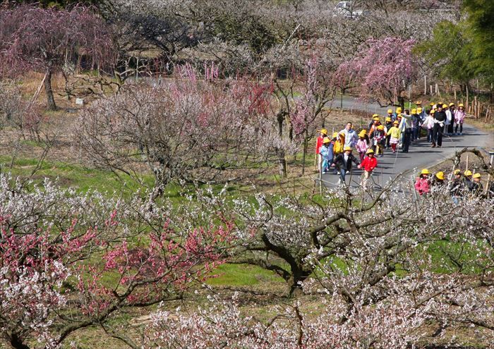 Сливовая роща Аодани