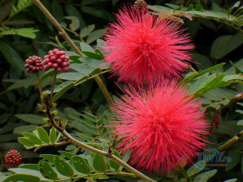 Ботанический сад Балата