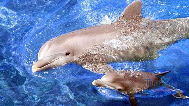 Парк Морской жизни Sea Life Park на о.Оаху