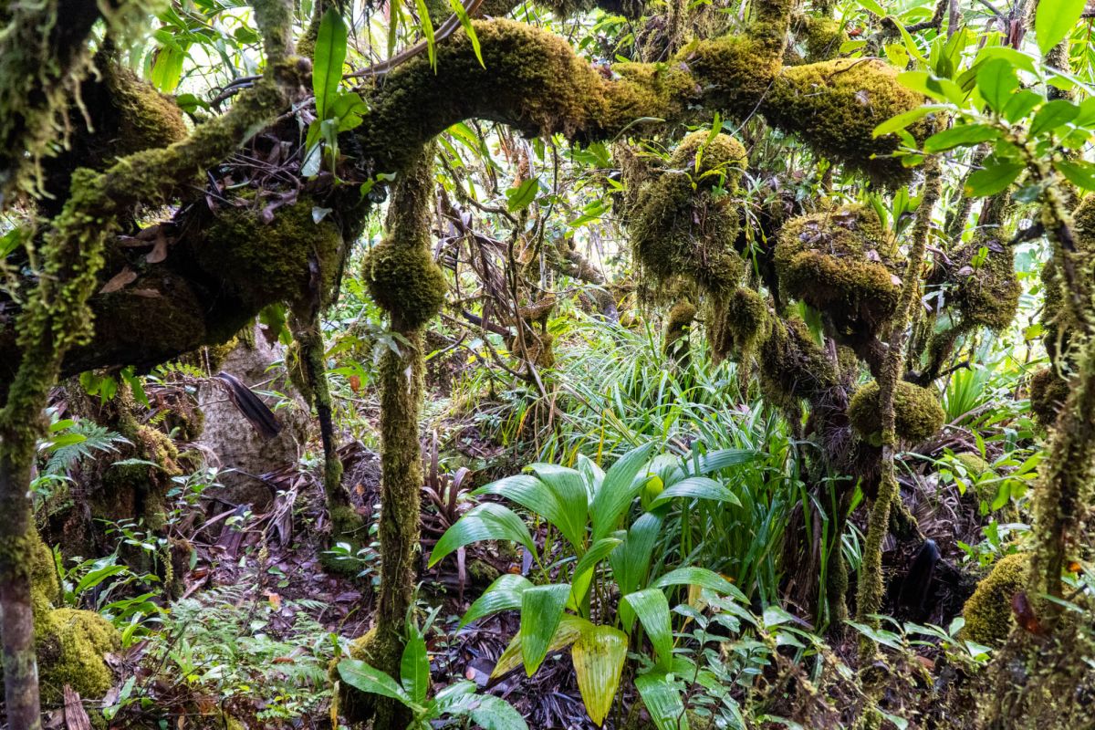 Смотровая площадка Морн Блан