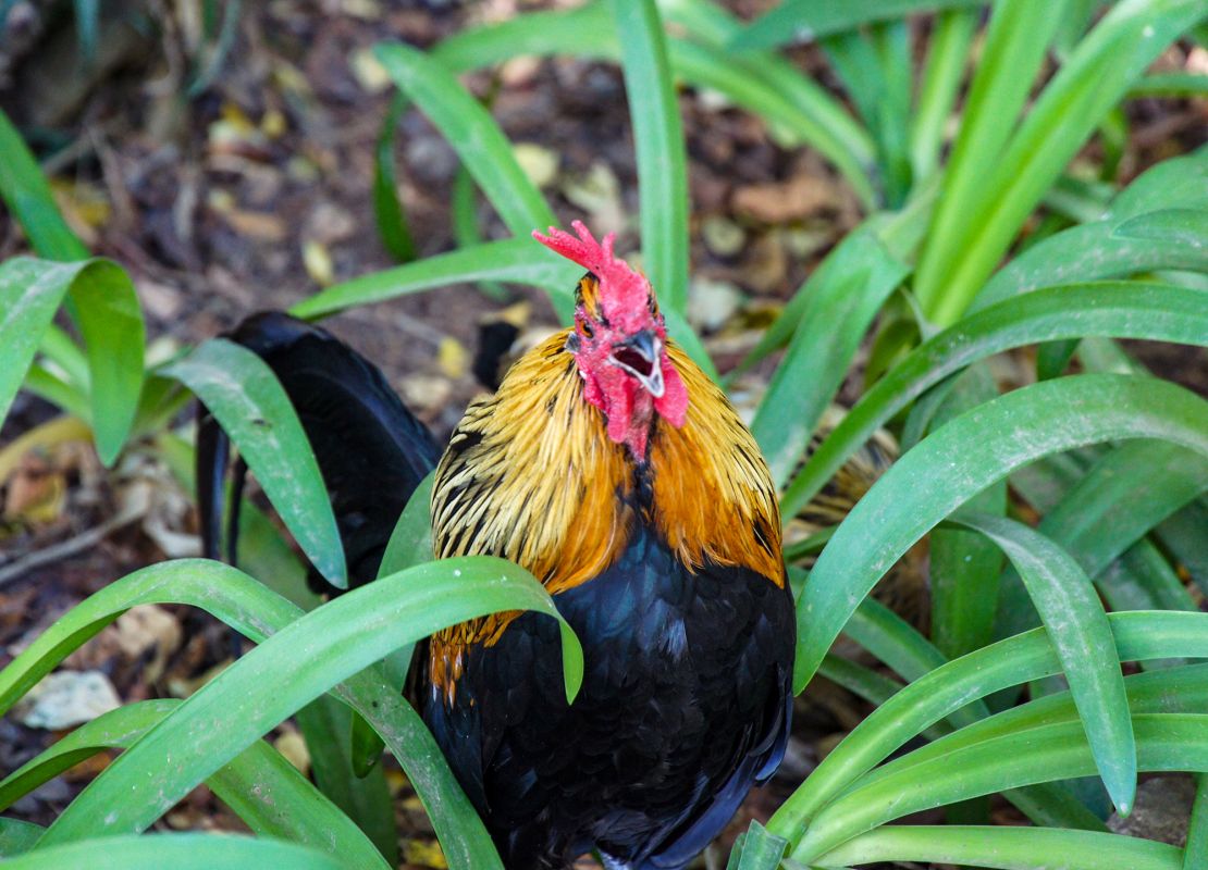 Парк Марешала Кармона