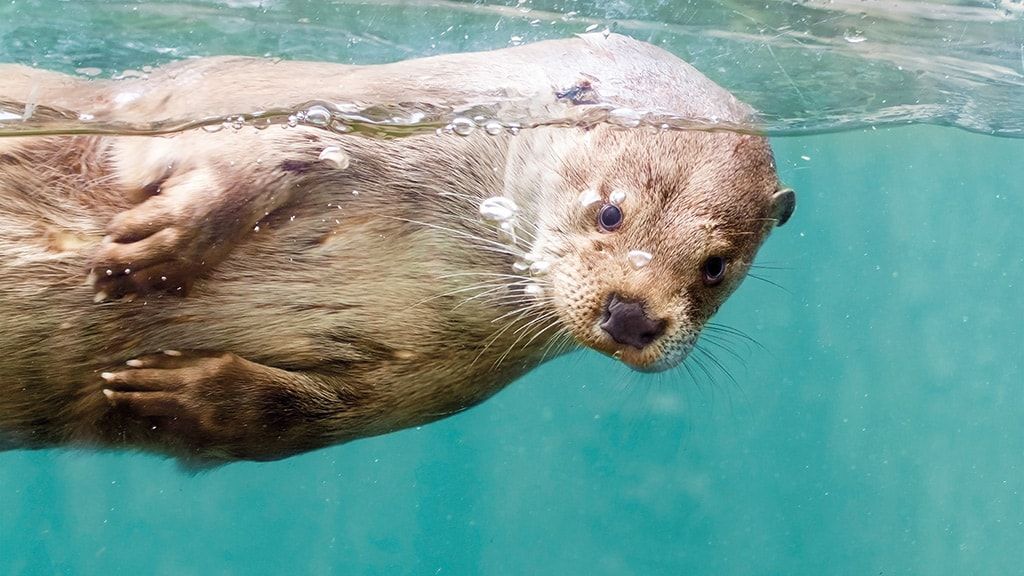 Аквариум AQUA и зоопарк дикой природы