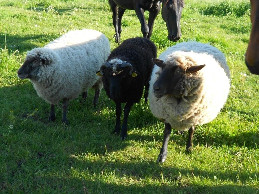 Хутор Калаоя