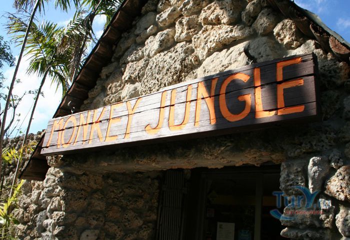 Манки Джангл