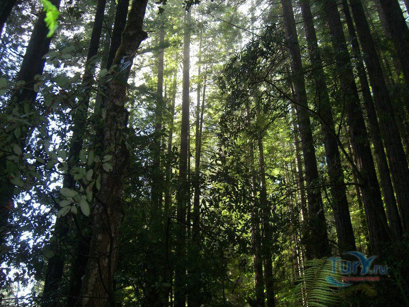 Ван Дамм Стейт Парк