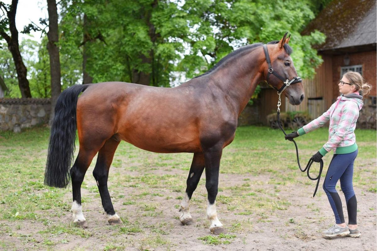 Конюшни Лаане