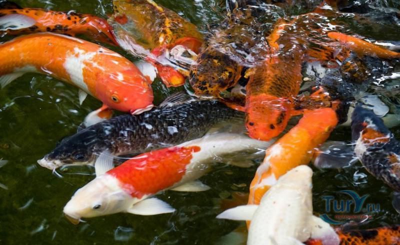 Батумский Аквариум