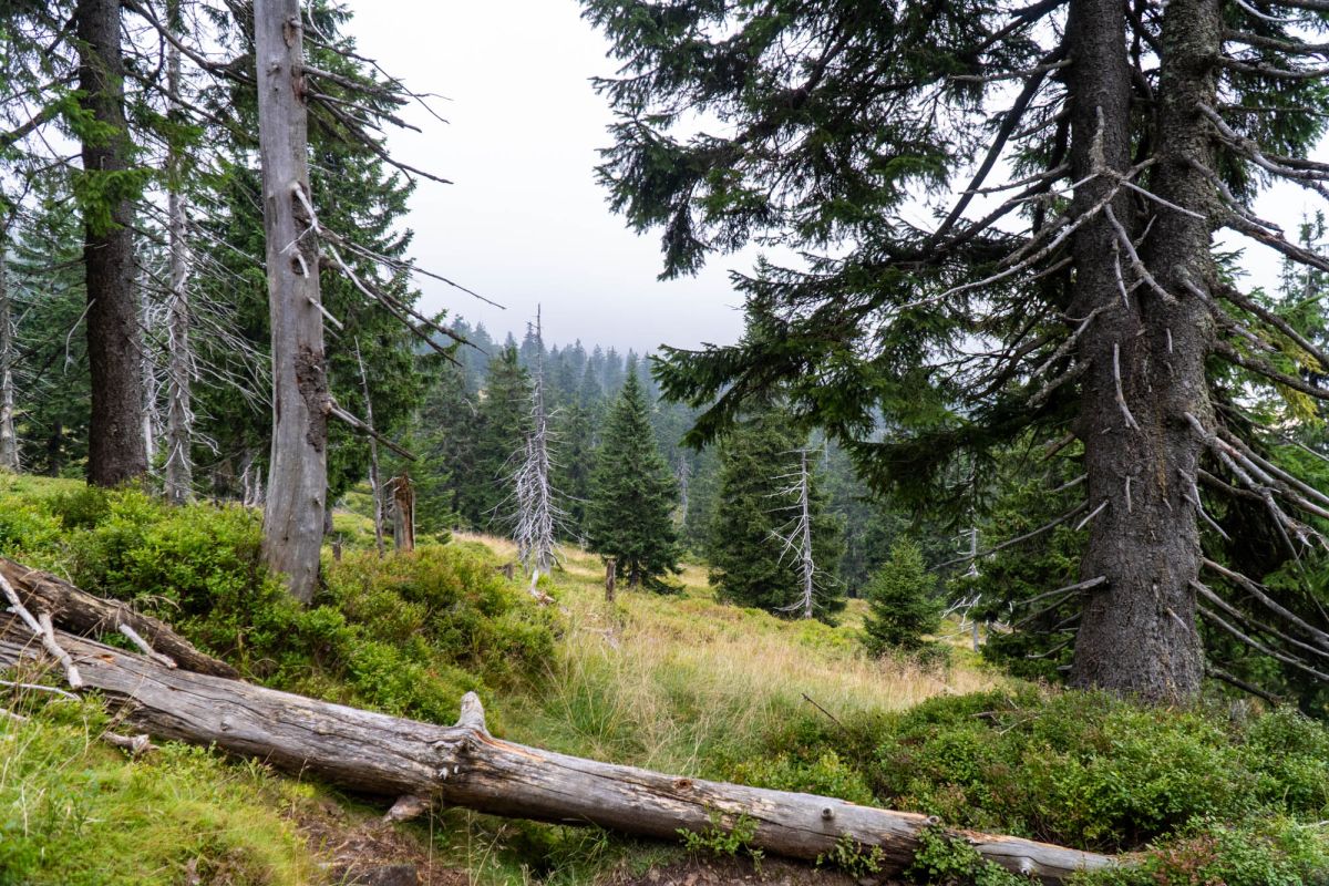 Карконошеский национальный парк