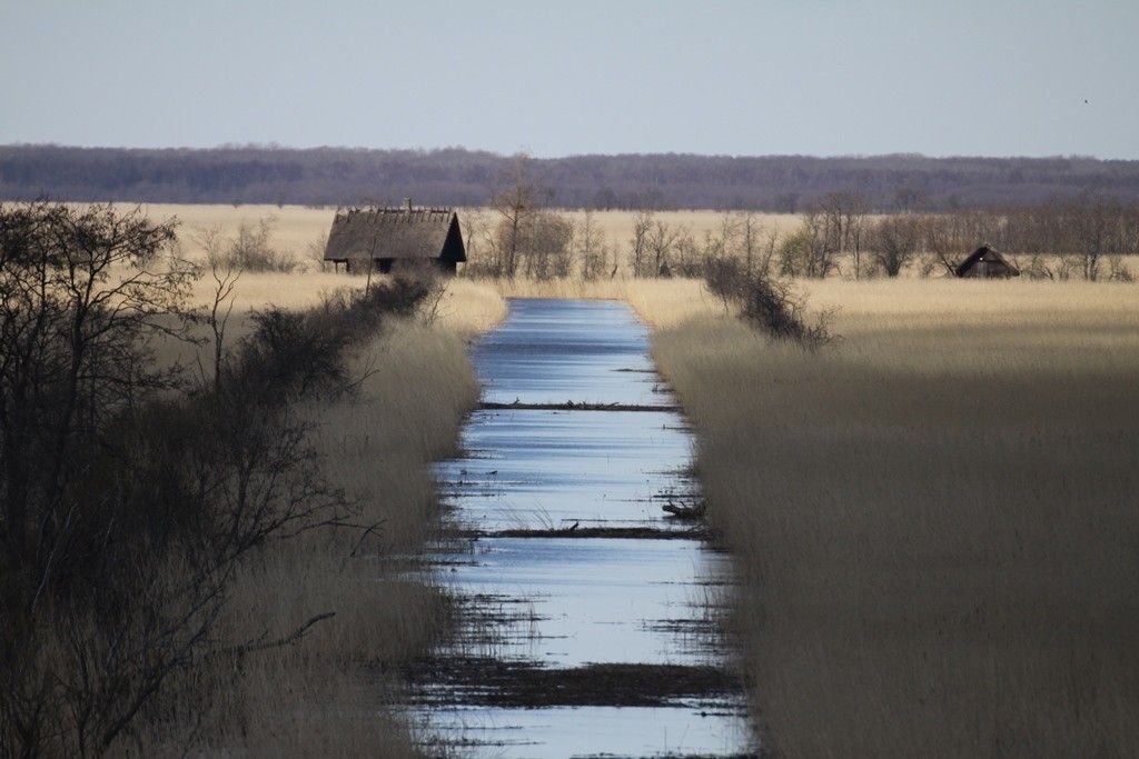 Вышка для наблюдения за птицами Пенийыэ