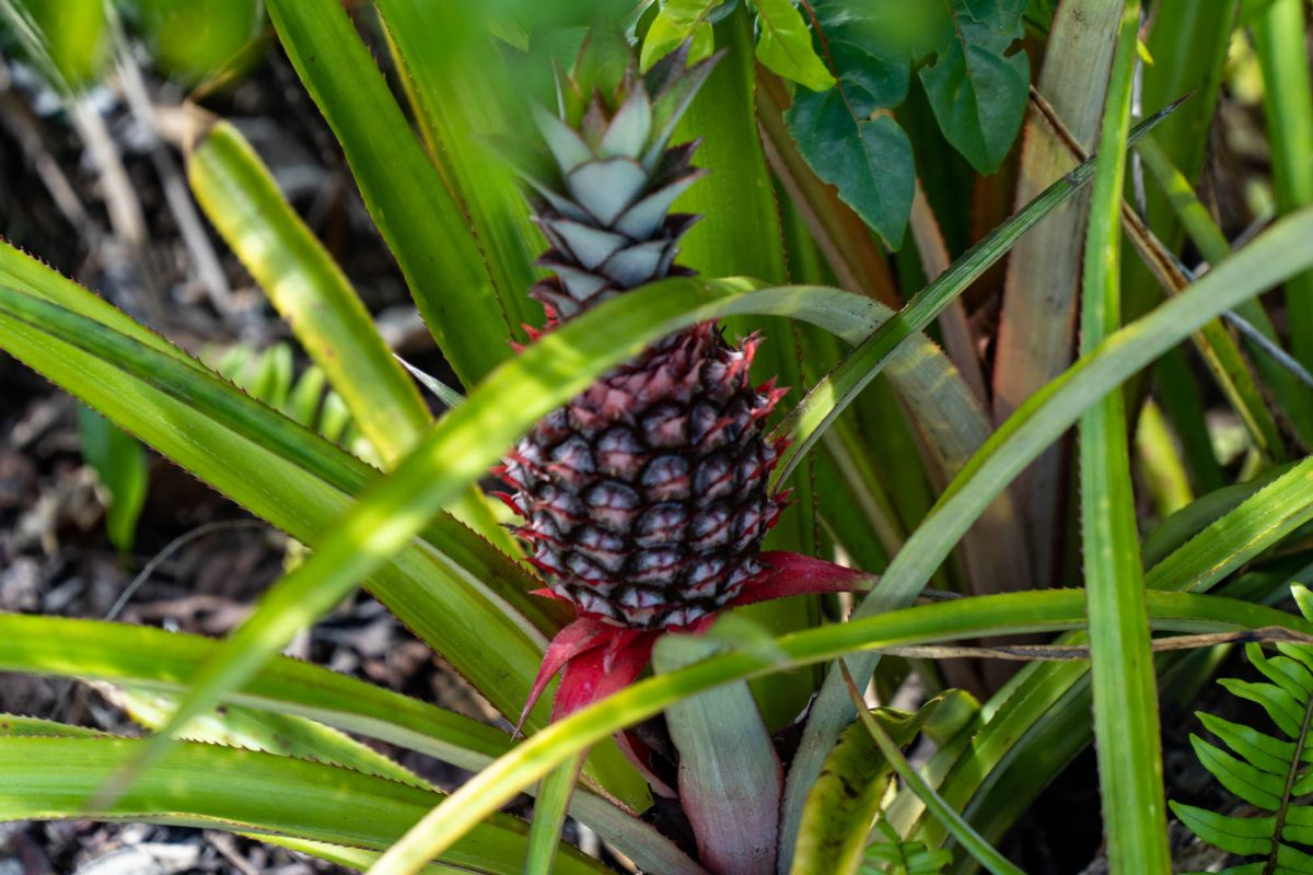 Гласис Ла Резерв Трейл