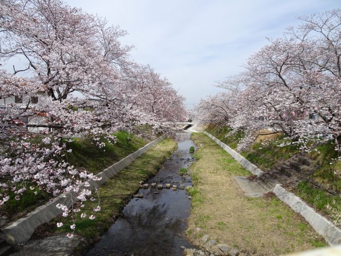 Цветение сакуры вдоль реки Тамагава