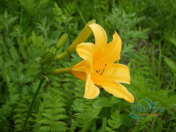 Естественный Парк в Осаке