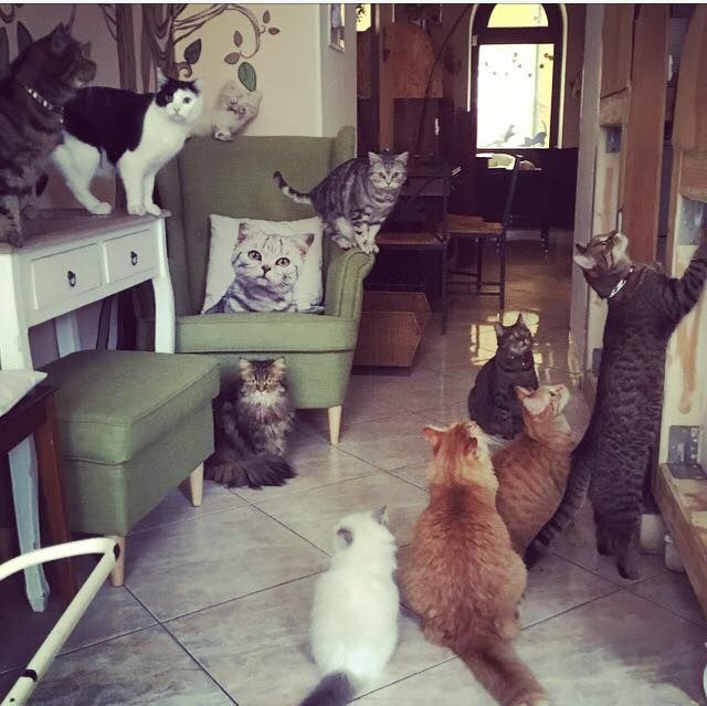 Кошачье кафе (Kočičí kavárna)