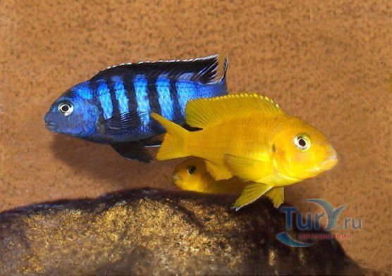 Батумский Аквариум