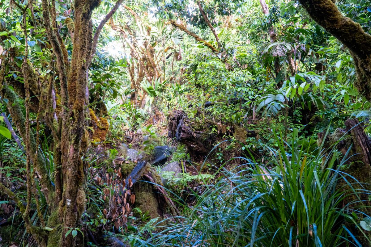 Национальный парк Морн Сейшелуа