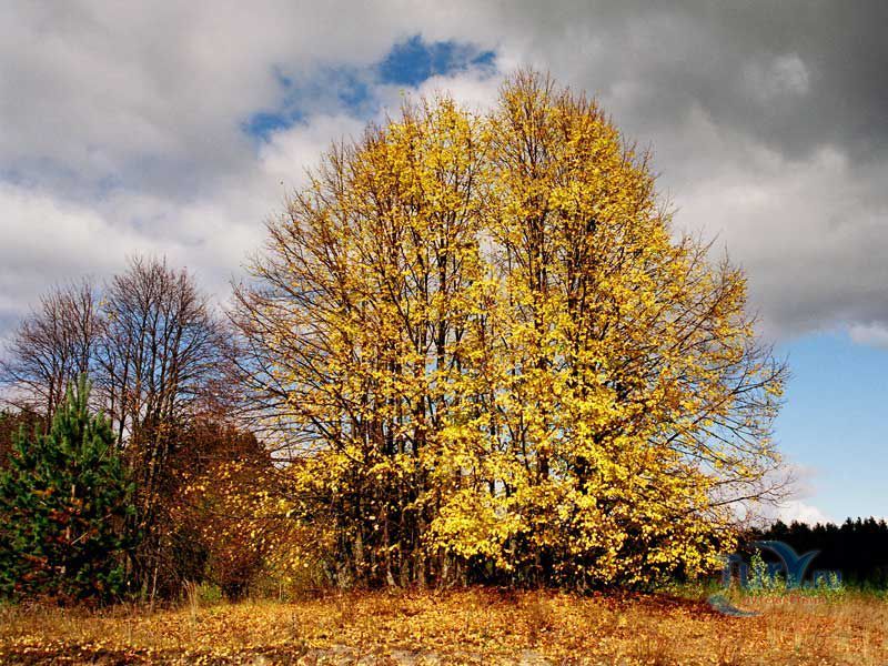 Национальный парк Орловское Полесье