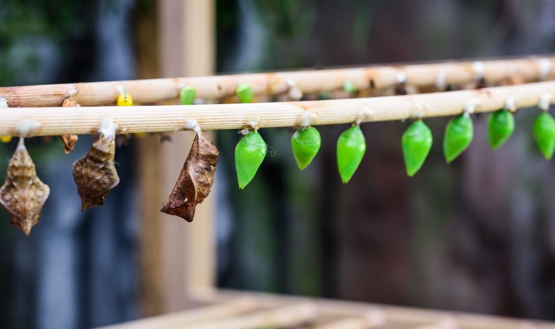 Дом бабочек Papilonia