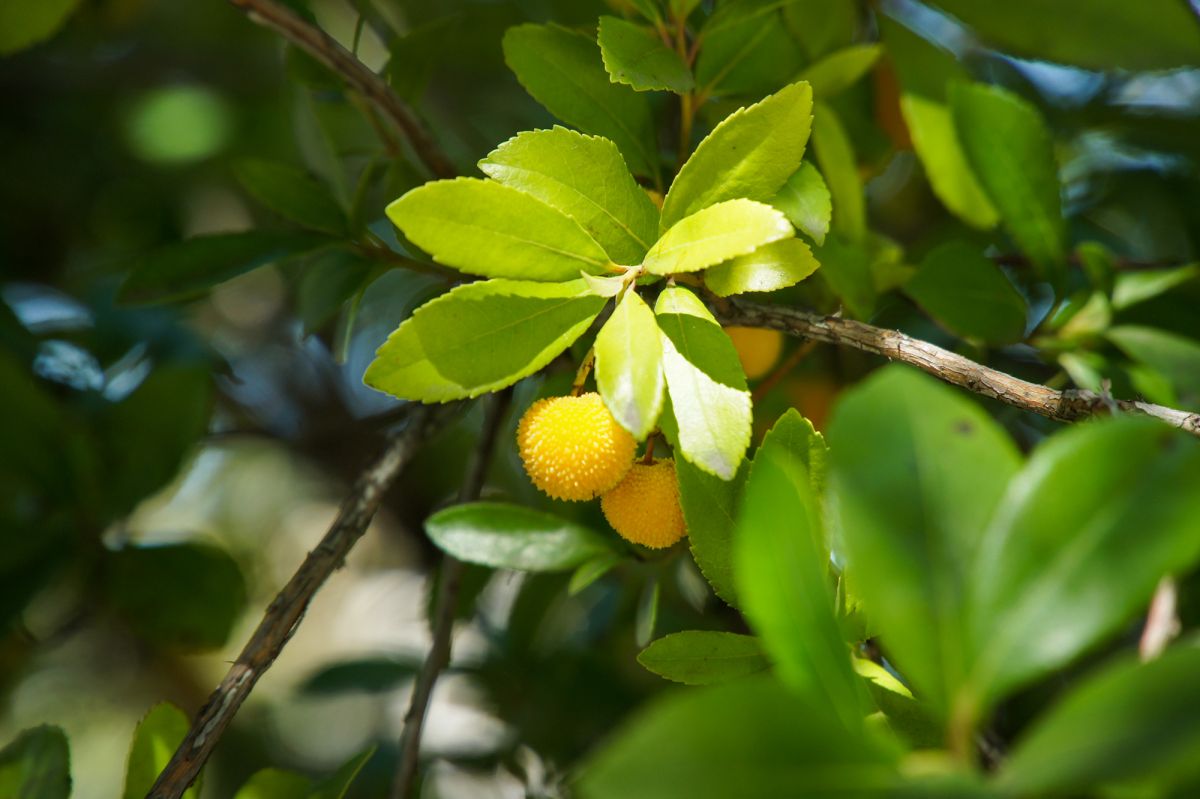 Сад Амалии Родригеш
