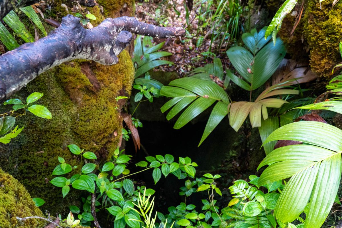 Национальный парк Морн Сейшелуа