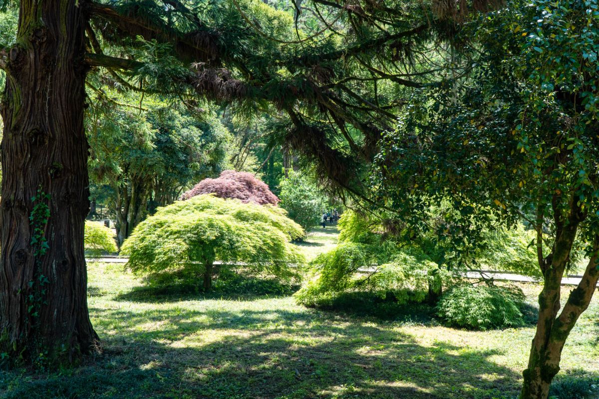Батумский ботанический сад