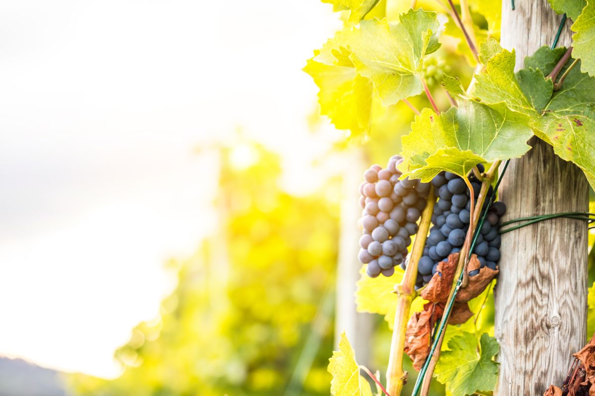 Винодельня «Мильевич»