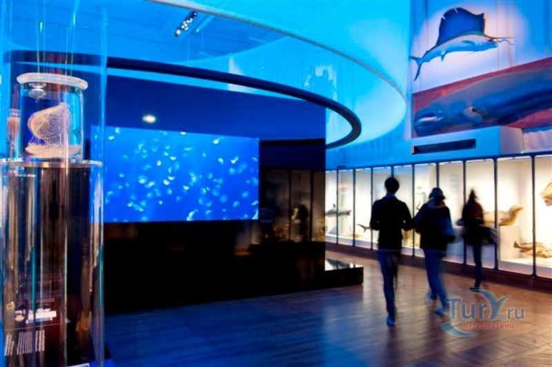 Музей доисторической антропологии