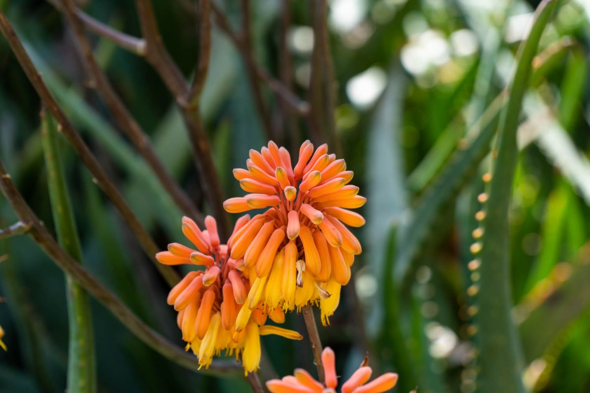 Ботанический сад Валенсии