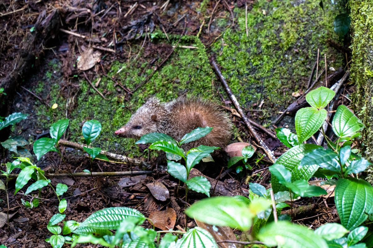 Салази Трейл