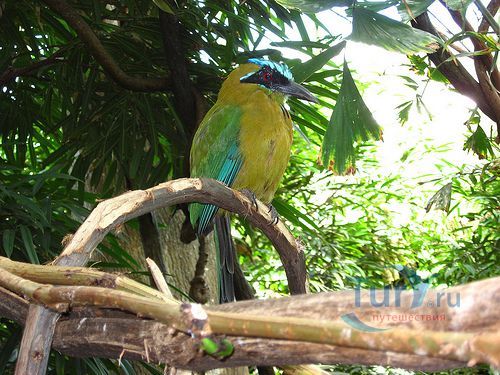 Зоопарк Парк Тропикал