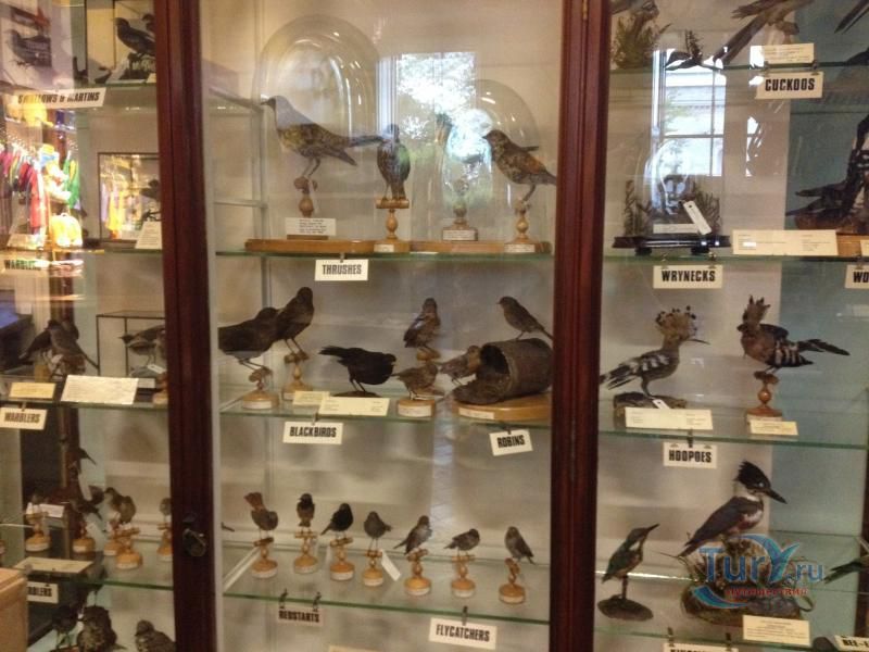 Музей Истории Естествознания