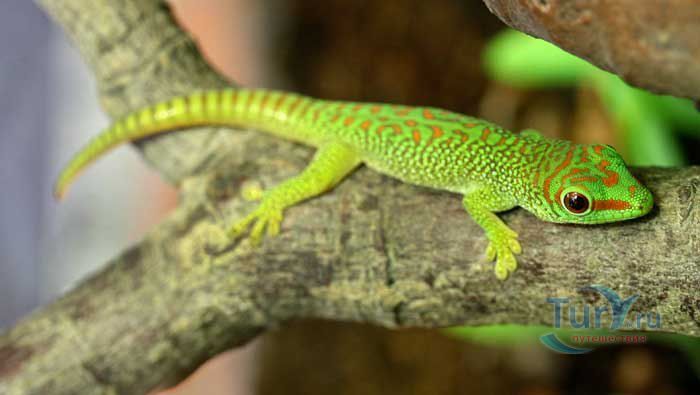 Амстердамский зоопарк Артис