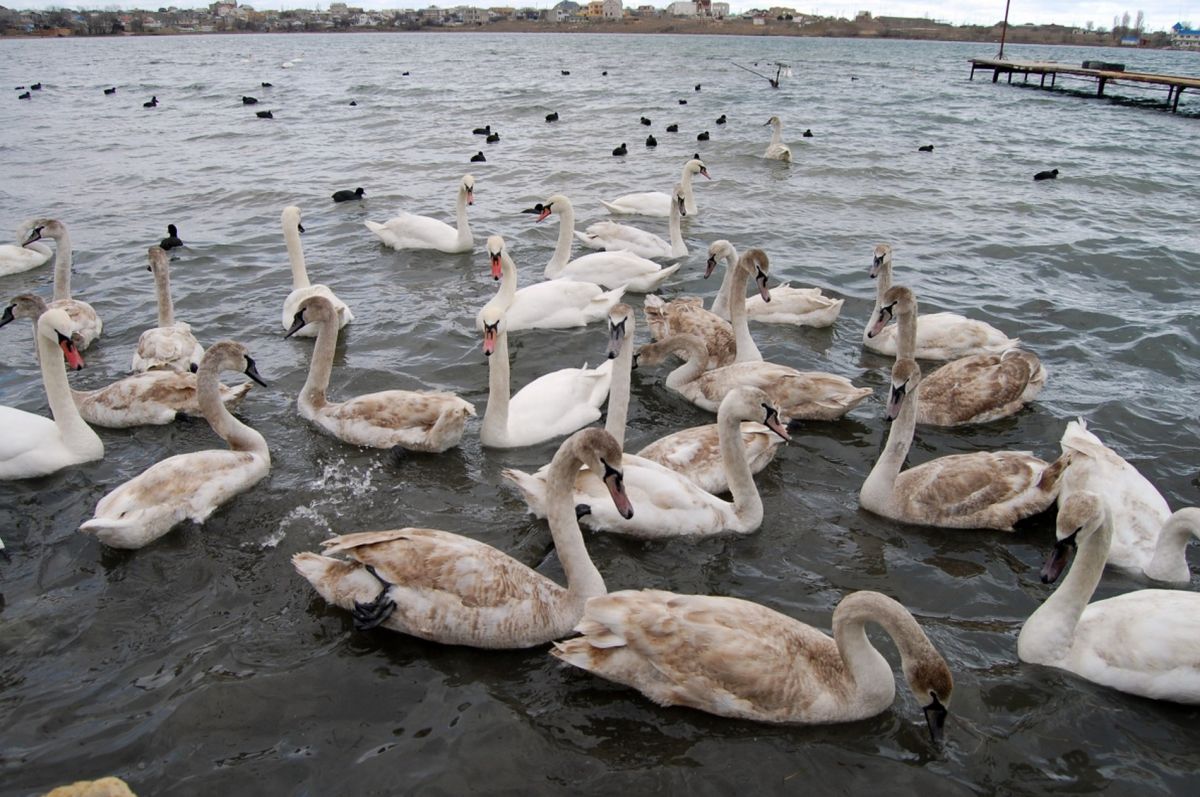 Лебединые острова