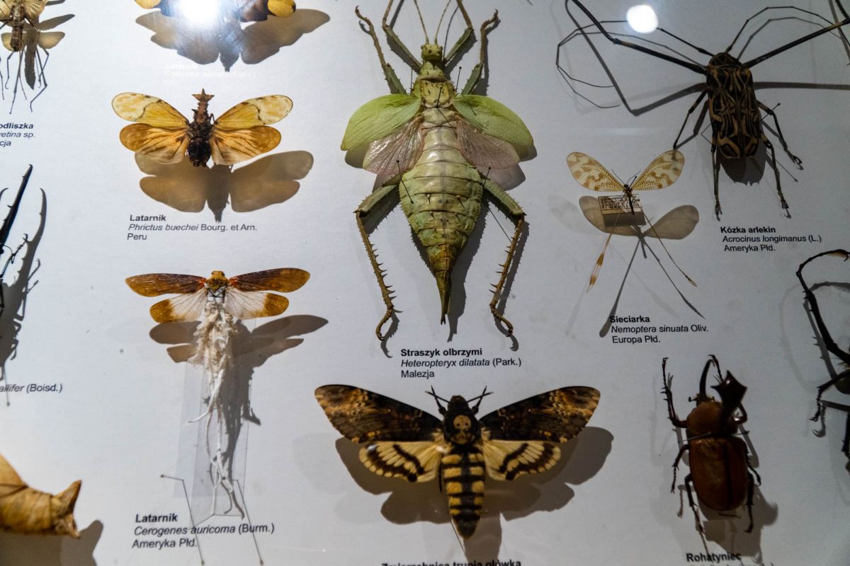 Музей естественной истории Вроцлавского университета