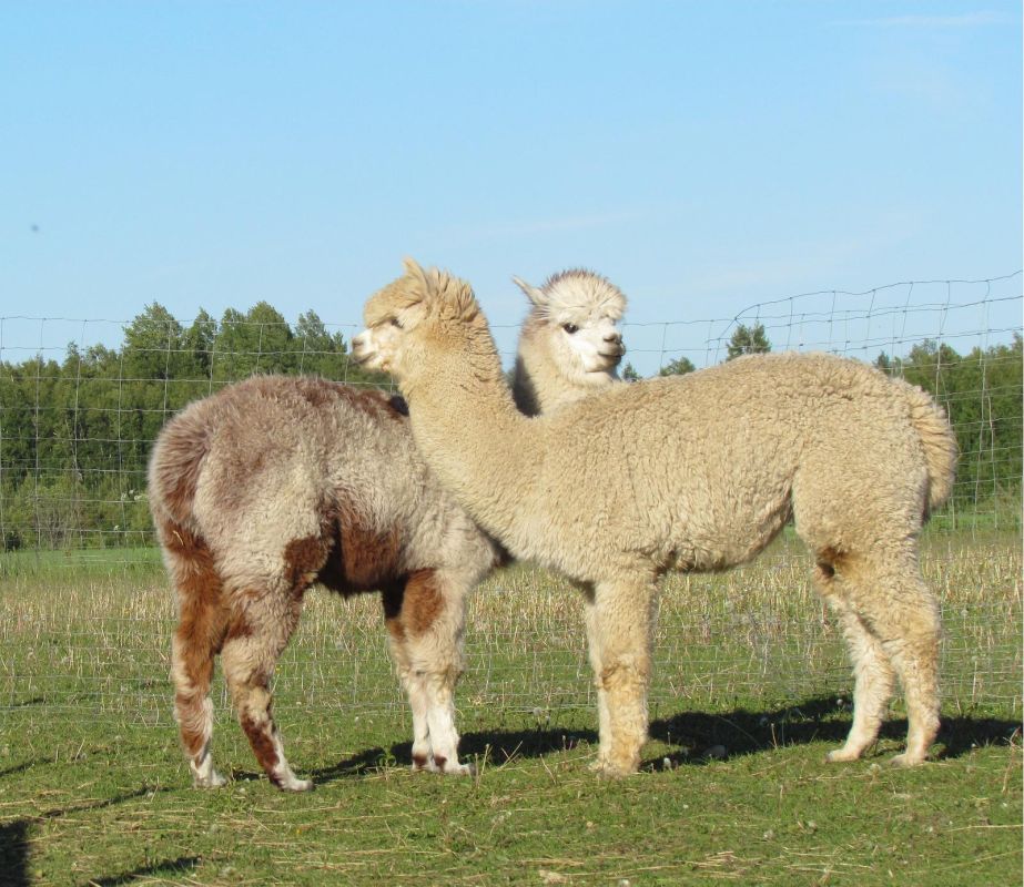Ферма альпак – крупнейшая в Эстонии ферма по разведению альпак!