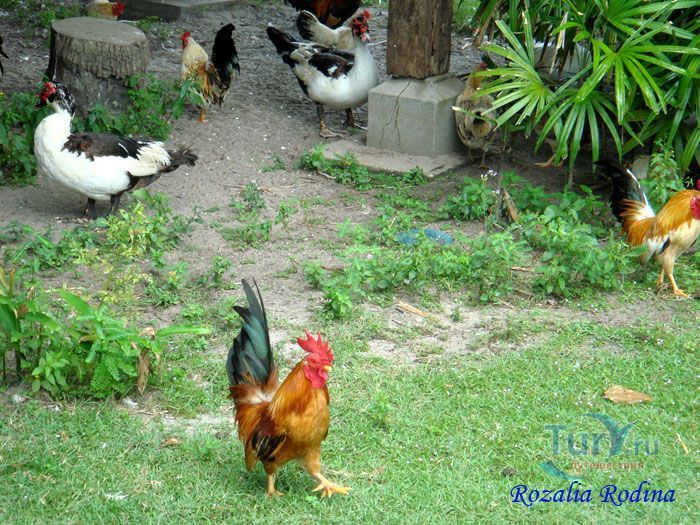 Ферма животных Кикис в Pelangi Beach Resort