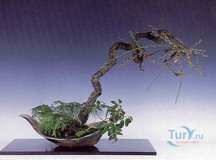 Музей бонсая Такаги