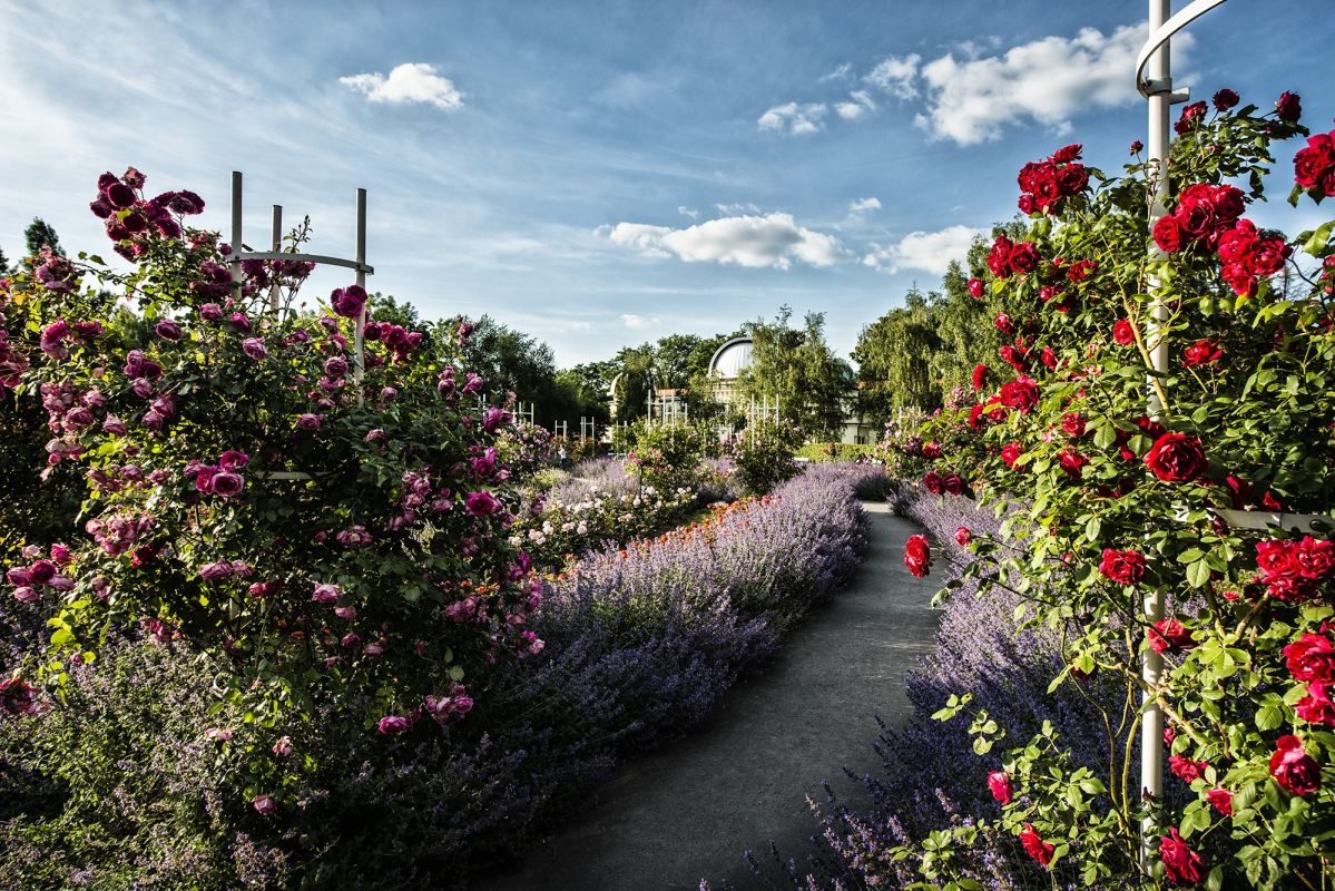 Сады на Петршине