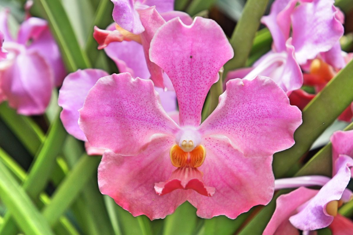 Национальный сад орхидей Сингапура