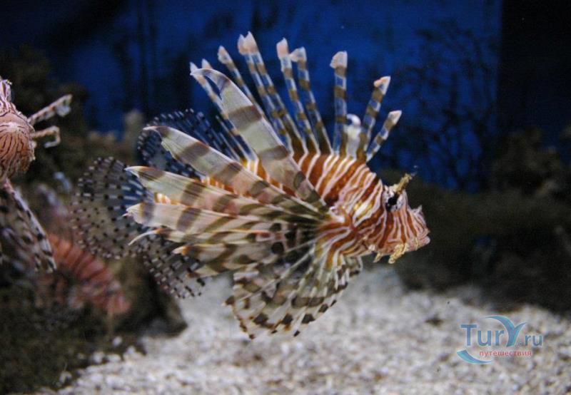 Подводный Мир Келли Тарлтон