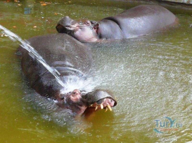 Барселонский зоопарк