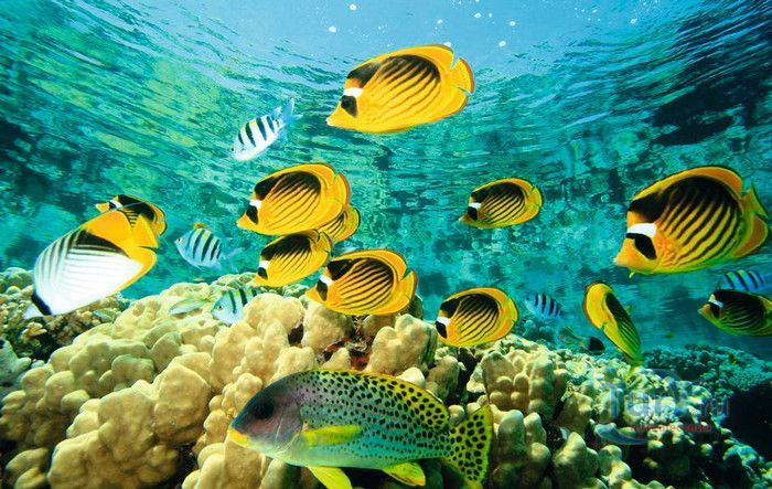 Национальный Морской Парк и Заповедник Ватаму