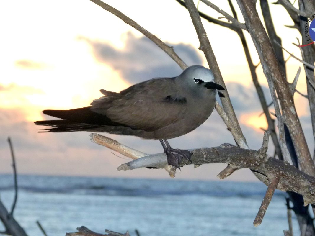 Особый заповедник острова Арид