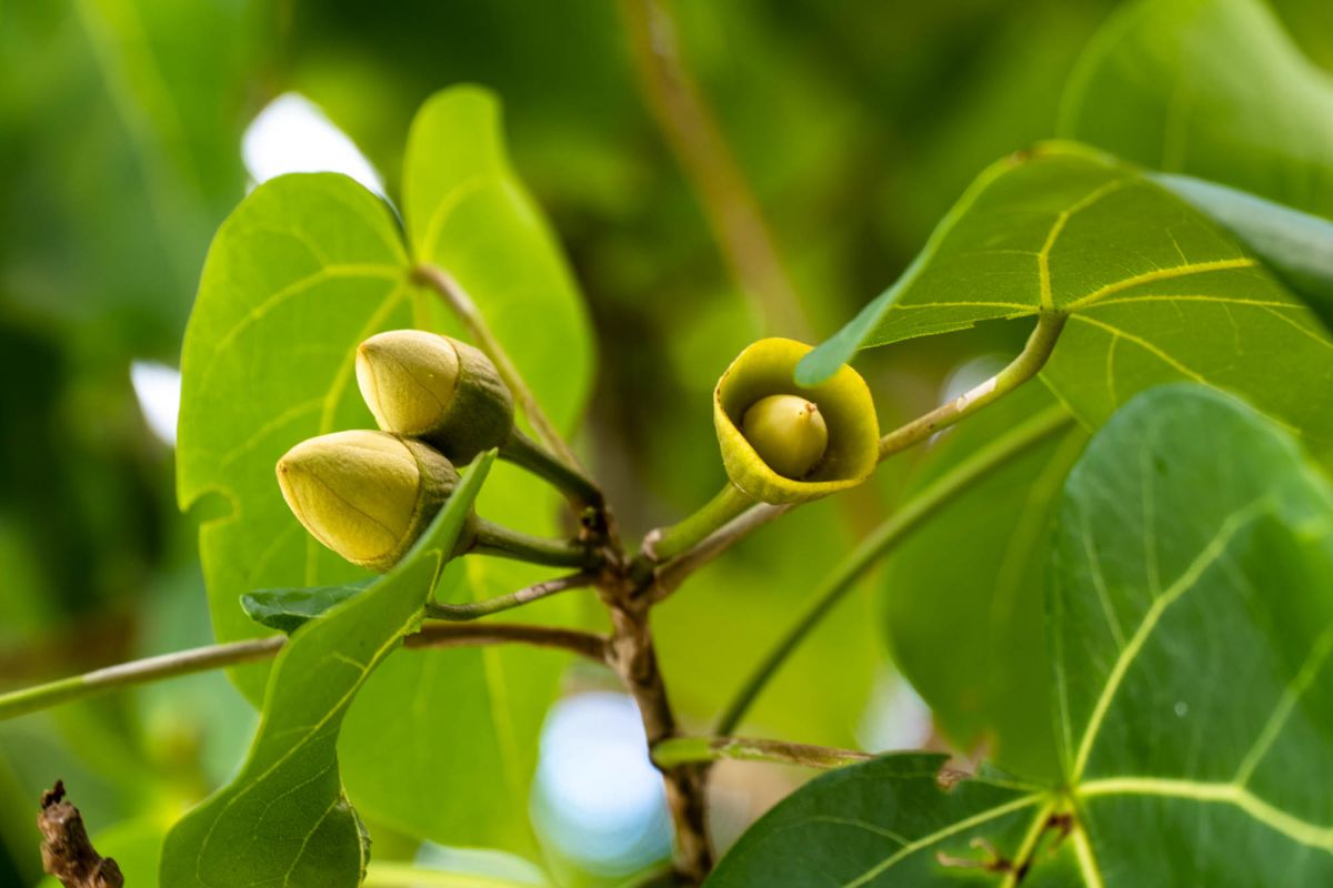 Баи Лазар Паблик Бич