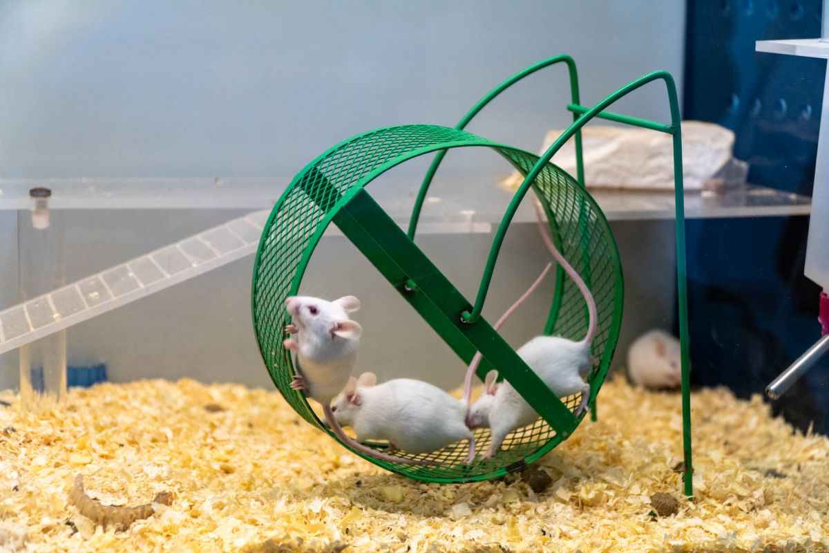 Музей наук принца Фелипе