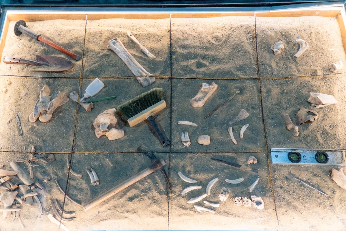 Музей естественных наук