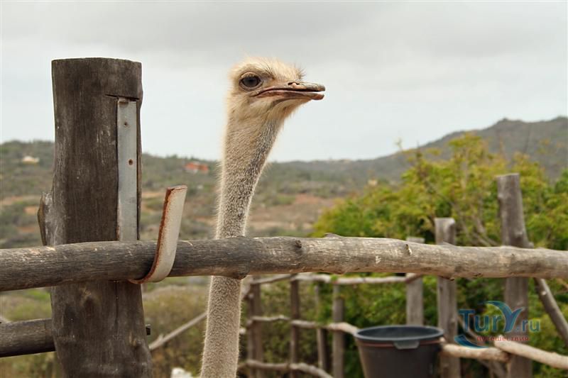 Страусиная Ферма (Aruba Ostrich Farm)